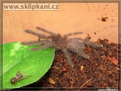 Cyriopagopus-sp.-"blue"